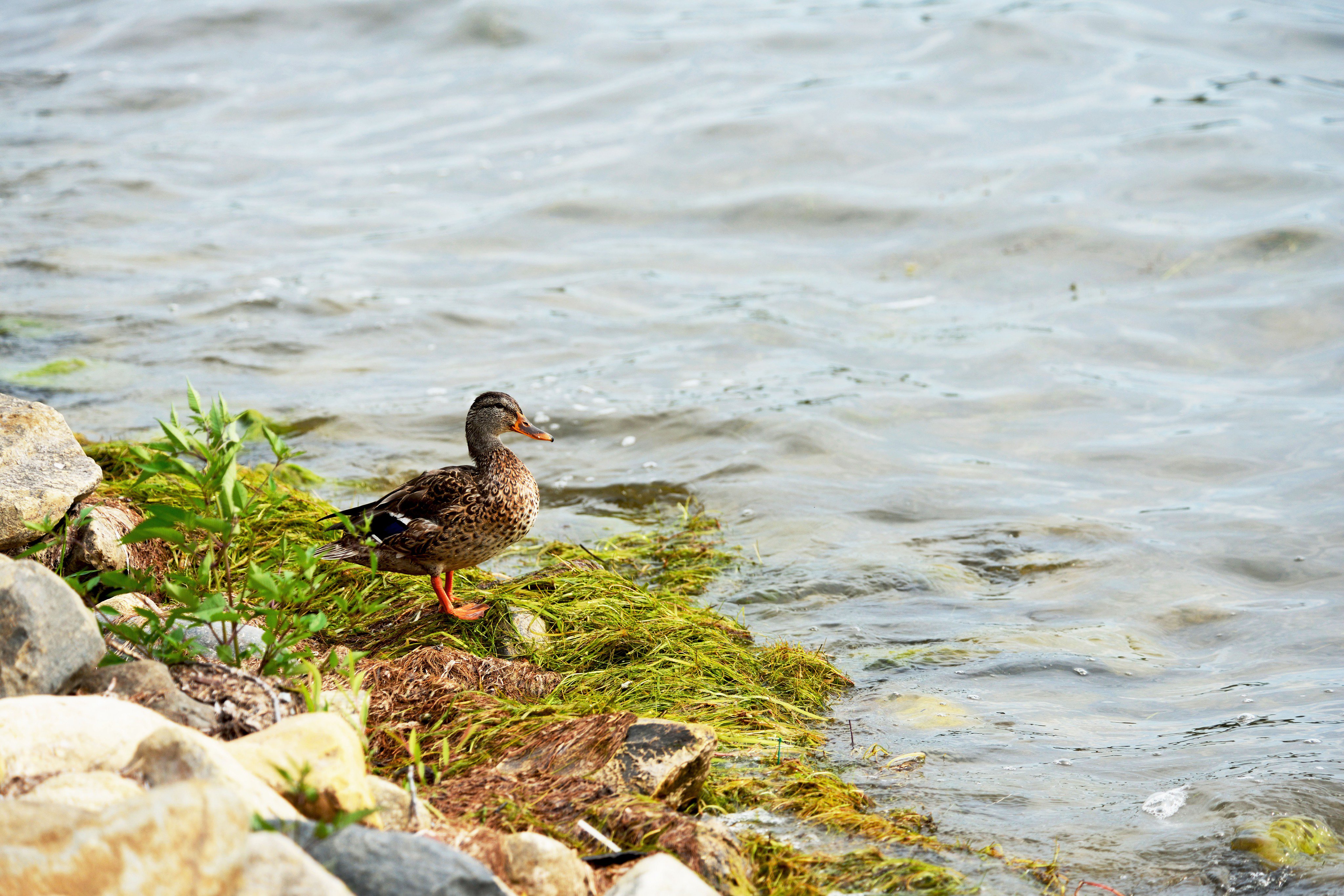 Duck at side of Lake Geneva, WI
