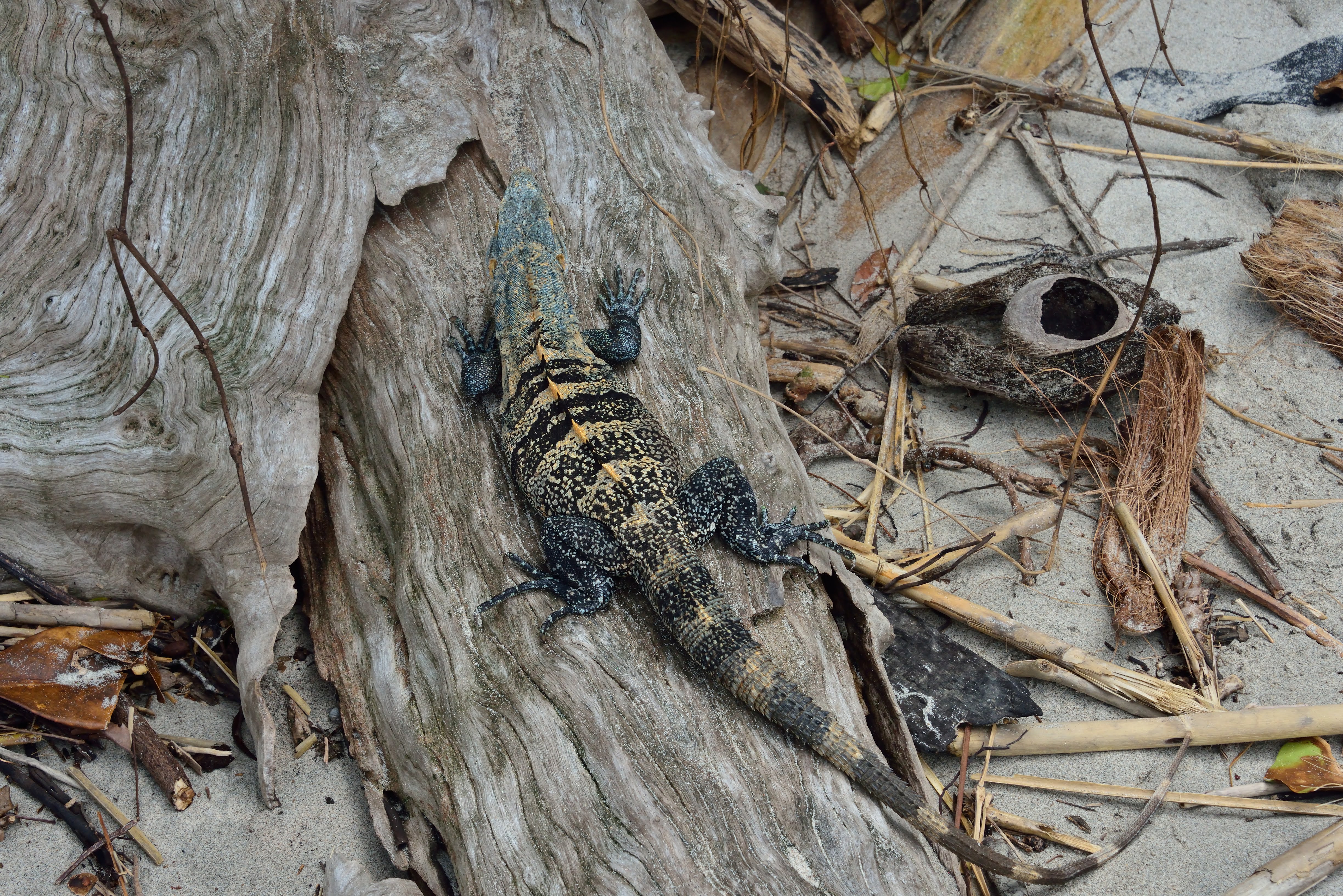 Resting Iguana