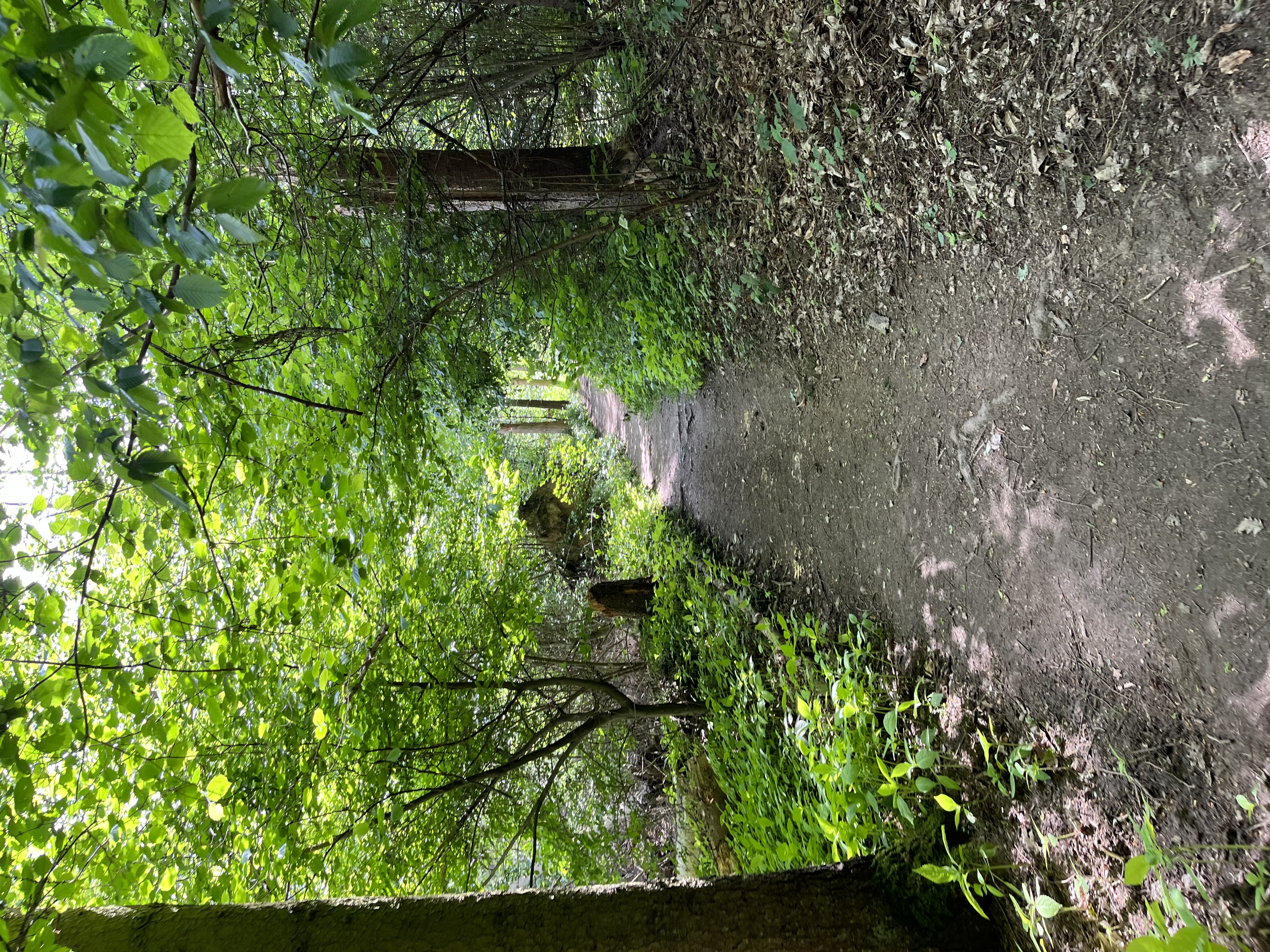 Hiking in Rhine Forest