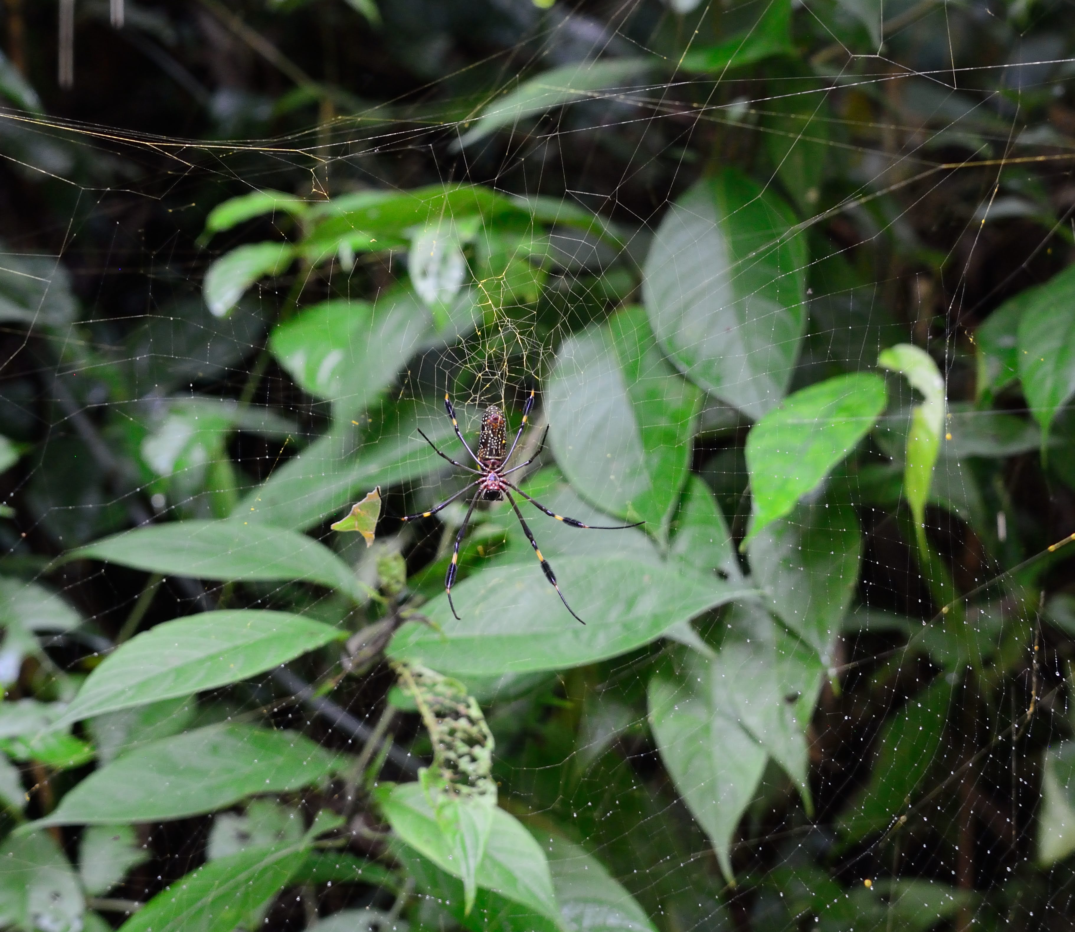 Macro Shot of a Spider